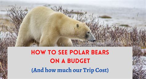 How to see polar bears on a budget (how much our trip cost) - Vagabond Way