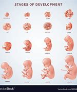 embryology 的图像结果