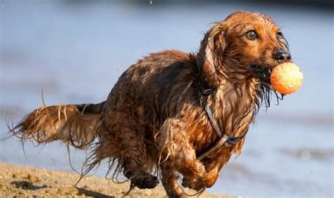 How to Teach Your Dog to Play Fetch!