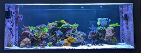 Image result for Reef Overflow Box