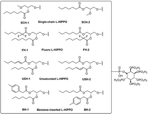 Identification of New L-Heptanoylphosphatidyl Inositol ...