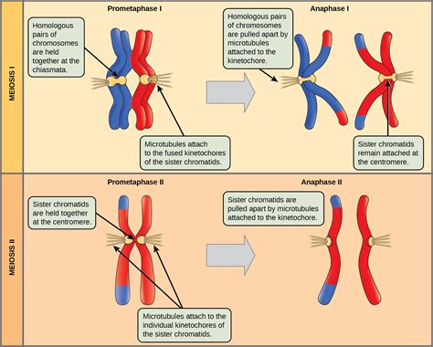 Biology 2e, Genetics, Meiosis and Sexual Reproduction, The Process of ...
