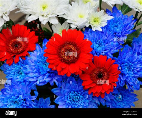 red white and blue flowers Stock Photo - Alamy