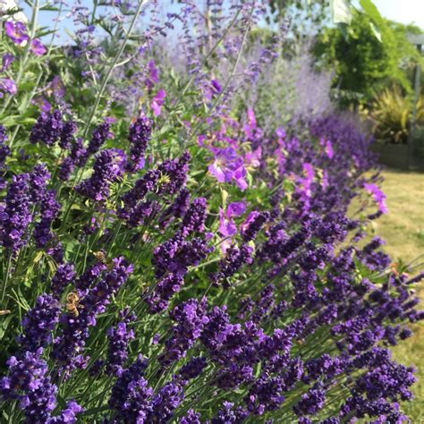 Where To Plant Lavender Outdoors? [Gardening Ideas]