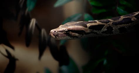 Image result for Great Python Aligator