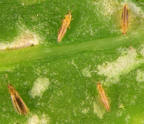 How To Treat Thrips on Tomato Plants (Complete Guide) – Small Garden Advice