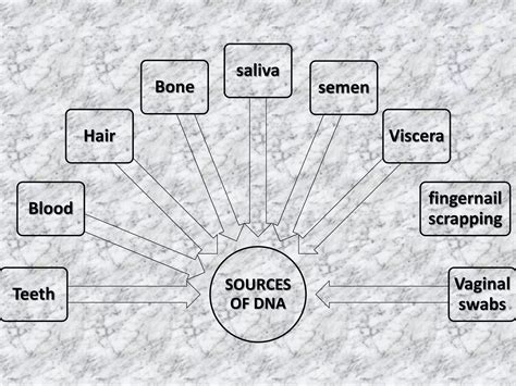 DNA Profiling 的图像结果