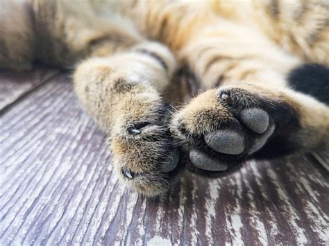Images de Chatons Mitaines – Téléchargement gratuit sur Freepik