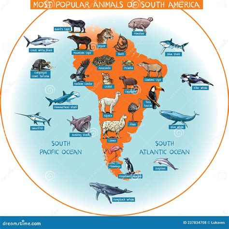 South America animals stock vector. Illustration of poster - 237834708