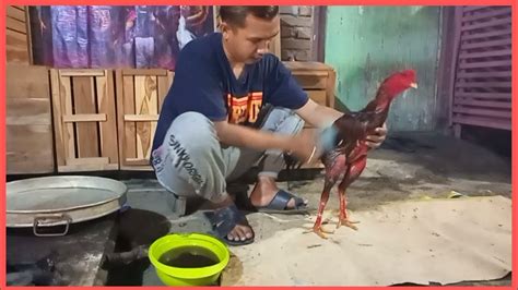 manfaat steam ayam aduan