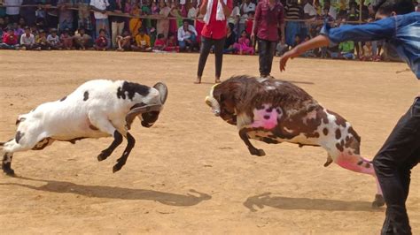 தேவகோட்டை | கிடா முட்டு சண்டையில் 30 ஜோடிகள் பங்கேற்பு | goat fight ...