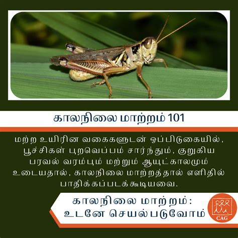 Climate Change - Spike in insects mortality | CAG