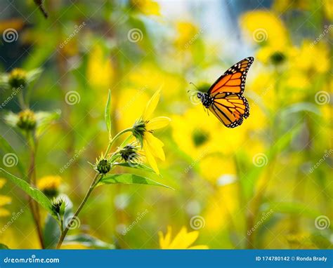 Monarch Butterfly in a Sea of Yellow Stock Photo - Image of green ...