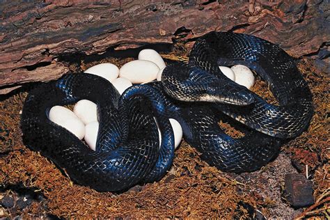 Rat snake | Diet, Habitat & Lifespan | Britannica
