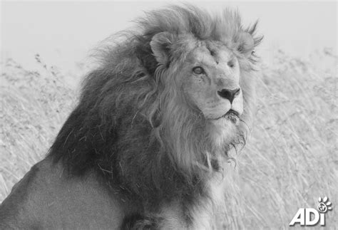 Farewell, Leo | ADI Wildlife Sanctuary