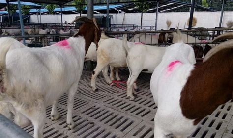 奶羊场养殖管理系统|羊奶羊企集团-上海奇博-农林云