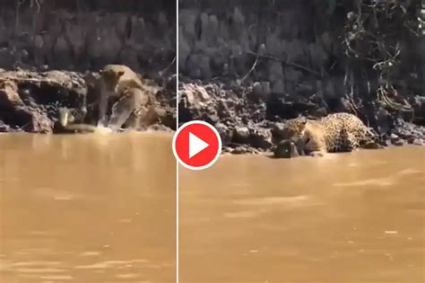 Python Eating Leopard 的图像结果