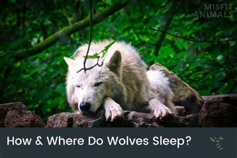 Image result for Howling Wolves Sleep