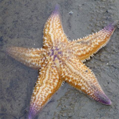 Pest – Northern Pacific Seastar – Barwon Bluff