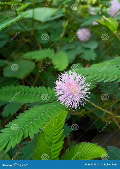 Mimosa Pudica Flower of Shy Plant in Indian Garden Stock Image - Image ...