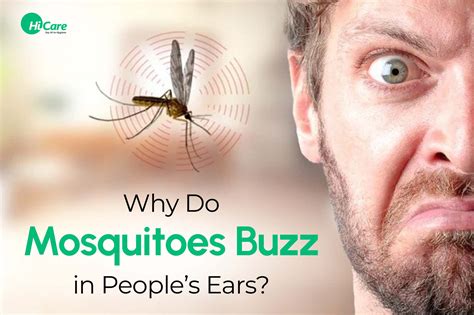 Why Mosquitoes Buzz in Ears: Annoying Mystery Solved!
