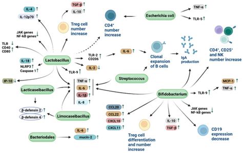 Probiotics Mechanism of Action on Immune Cells and Beneficial Effects ...