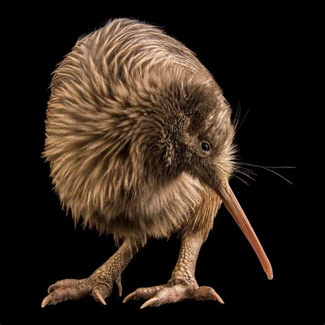 Kiwi 10+ Fun Facts About The New Zealand Kiwi Bird NZPocketGuide.com