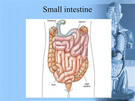 Anatomy of Git System in Amharic 的图像结果