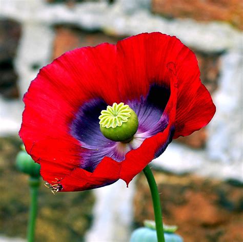 Opium Poppy Flower - Free photo on Pixabay - Pixabay