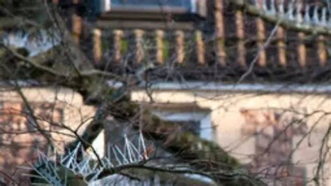 Rich Idiots Are Putting Spikes On Trees So Birds Don't Poop On Their ...