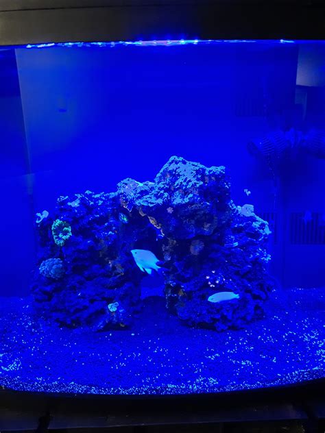 Image result for Biocube Maintenance Tips