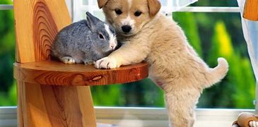 Image result for Super Duper Cute Puppy