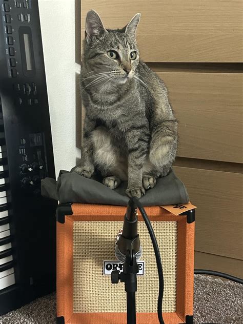 My cat is evil (& setup) : r/orangeamps