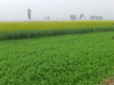 More area under wheat and mustard in current Rabi season than last year ...