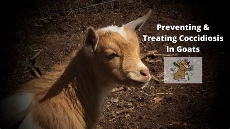 Preventing & Treating Coccidiosis in Goats – The Giving Goat, LLC
