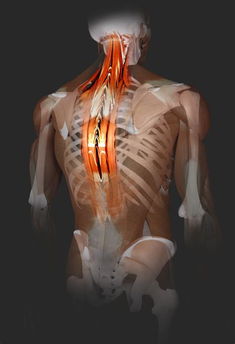 Back Muscles 的图像结果