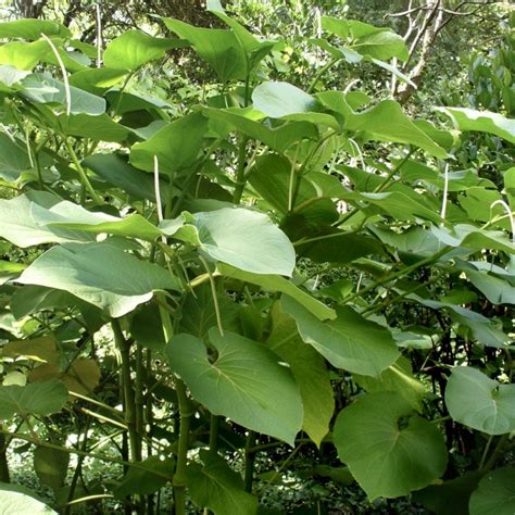 HOJA SANTA | PLANT / 1 plant | Territorial Seed