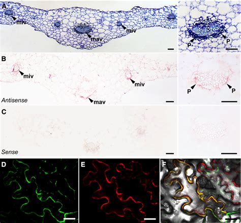 Risc Complex 的图像结果