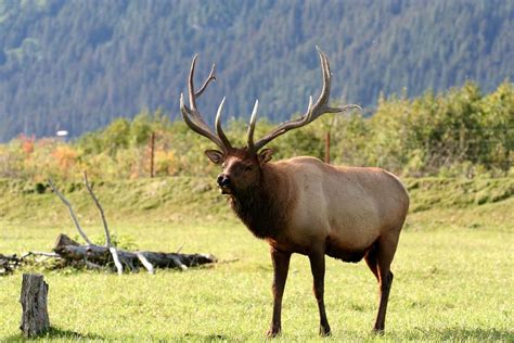 Sweden Wildlife: Top 10 Species Of Scandinavian Wilderness