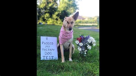 Image result for Dogs Getting Abused