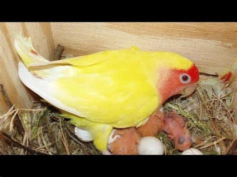 Image result for Elevage Inseparable Conseils