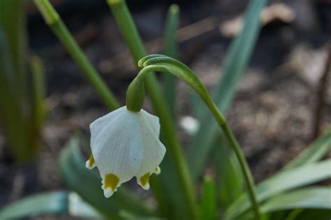 Image result for Spring Winter Snowflake