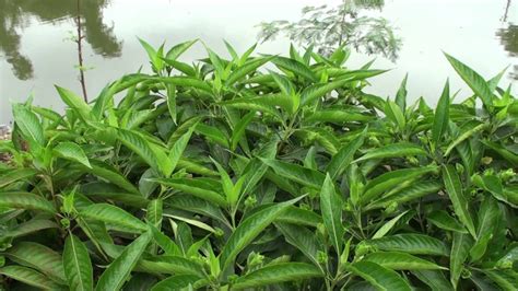 Adalodakam ( Justicia adhatoda ) Medicinal Plant – M-Tech Gardens