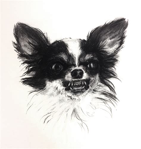 Chihuahua - Drawing Skill