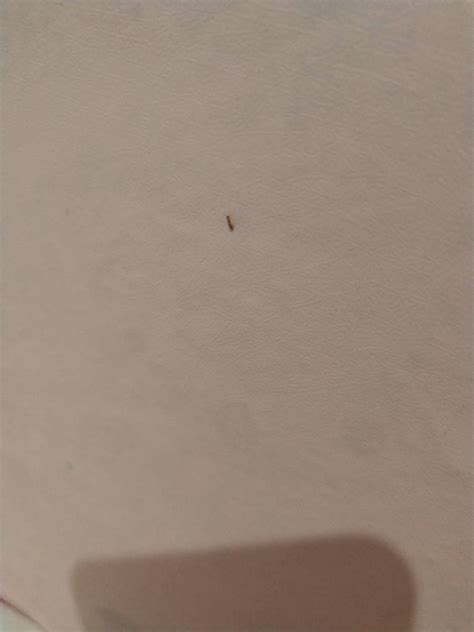 在床上发现的虫子，求告知这是什么虫？_百度知道