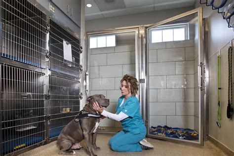 Veterinary Services For Dogs | Lake Anna Veterinary Hospital