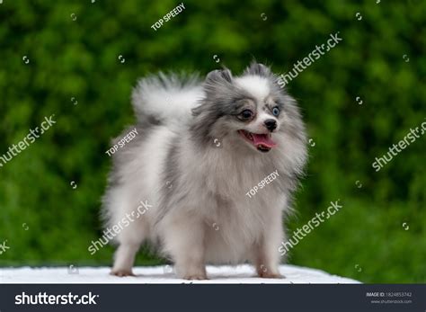 Blue Merle Pomeranian
