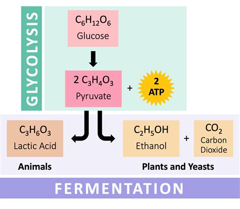 Respiration Types