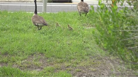 It's legal to destroy Canada goose nests with a permit | firstcoastnews.com