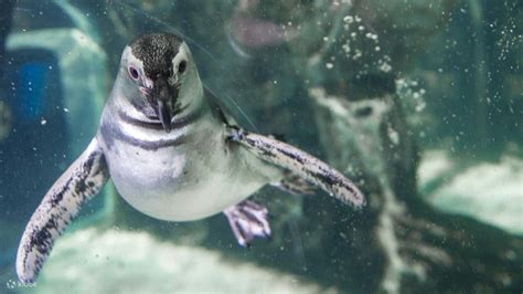 Aquarium of Genoa ticket - Klook India